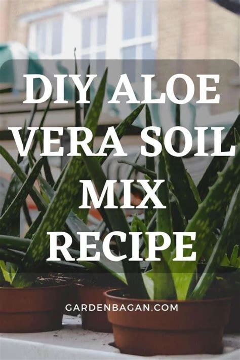 DIY Aloe Vera Soil Mix recipe, Best Homemade potting mix - Garden Bagan