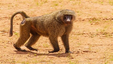 Olive Baboon Facts, Lifespan, Behavior, Size and All Information