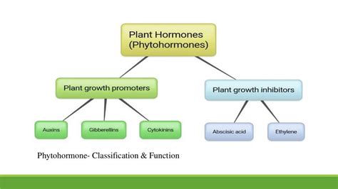 Phytohormones auxin & ethylene synthesis and effects