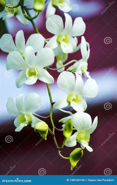 White Orchid Flower Close Up in Morning Light Stock Photo - Image of ...