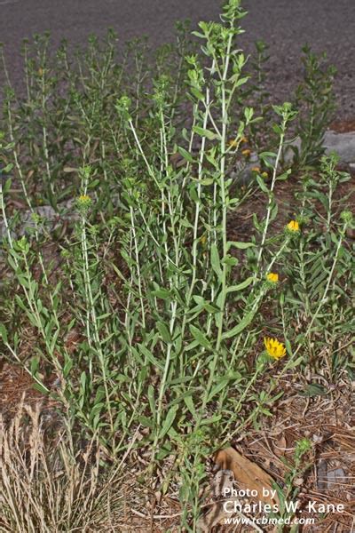 Grindelia squarrosa | Gumweed | Medicinal Uses | Charles W. Kane | Applied Medical Botany