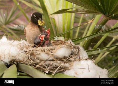 Nest of bulbul bird hi-res stock photography and images - Alamy