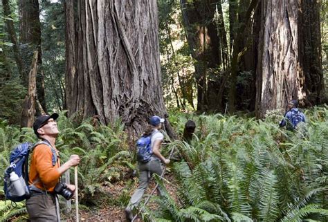 7 awesome backpacking trips in the redwoods | Save the Redwoods League