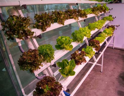 Best indoor hydroponic garden system for Growing food-TreesIndoor