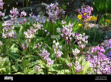Shooting star flower hi-res stock photography and images - Alamy