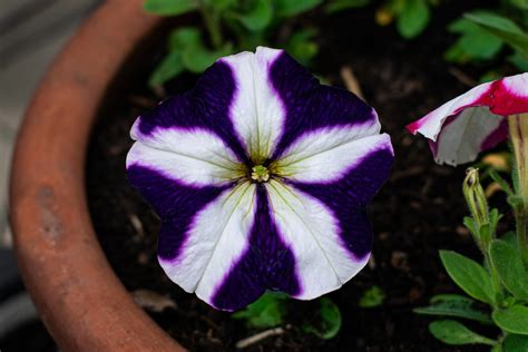 Flower Petunia Garden - Free photo on Pixabay - Pixabay