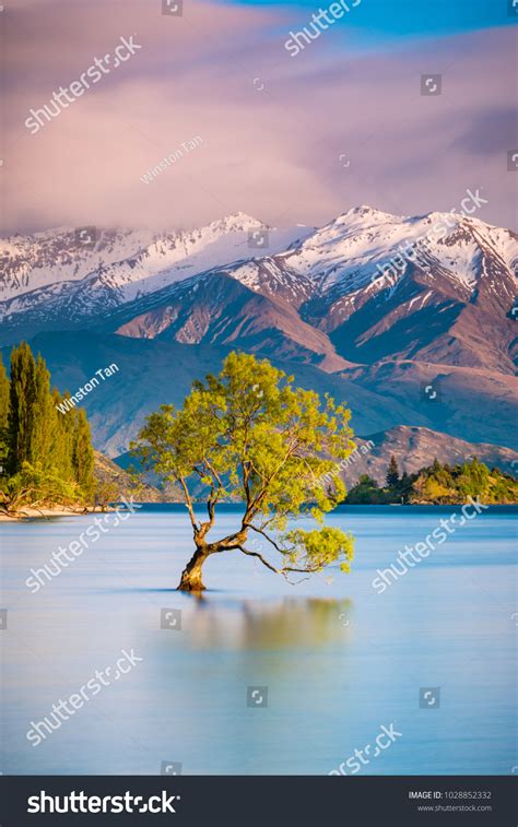 That Wanaka Tree Sunrise Wanaka New Stock Photo 1028852332 | Shutterstock