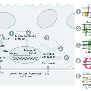 Schematic representation of trophoblast differentiation within the ...