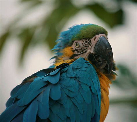 Blue Throated Macaw Parrot : Biological Science Picture Directory – Pulpbits.net