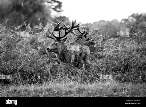 Bushy park Black and White Stock Photos & Images - Alamy