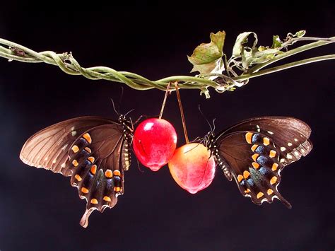 Two Butterflies in Love Wallpaper | Love Wallpaper