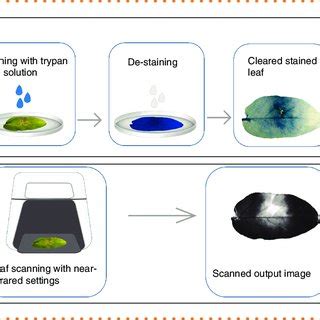 Comparison between the traditional trypan blue staining method and a ...