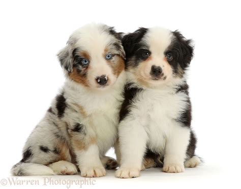 Dogs: Mini American Shepherd puppies, 7 weeks old photo WP46748