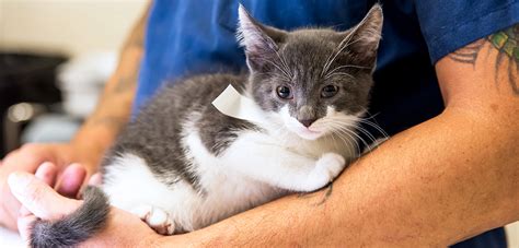 Low-Cost Spay/Neuter Programs | ASPCA