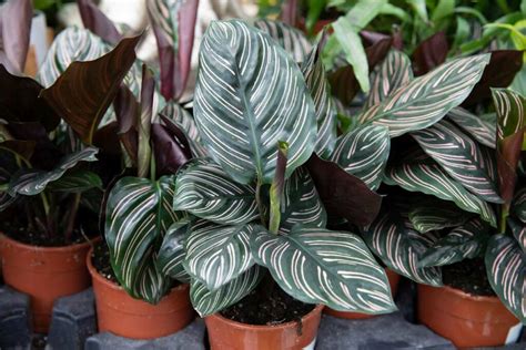 Calathea Plant Care: Tips For Growing Calathea Plants