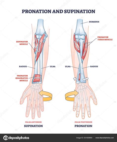 Pronation Supination Medical Term Hand Movement Outline Diagram Labeled Educational Stock Vector ...