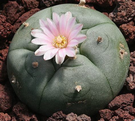 Peyote, el cactus más popular