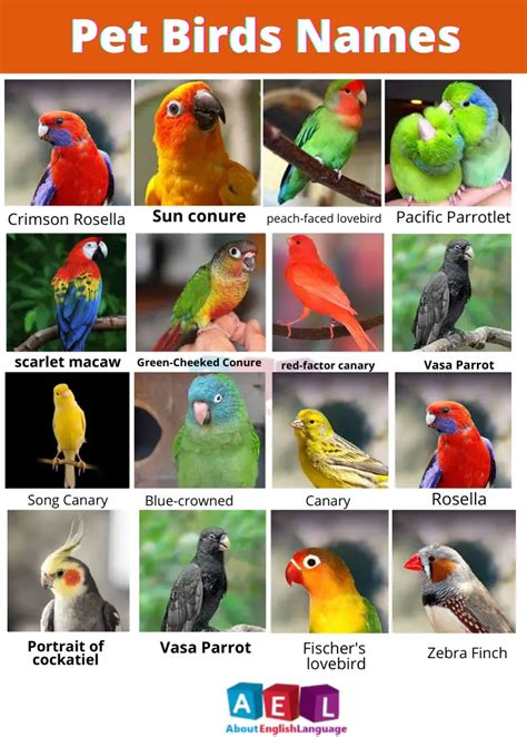 Useful Pet Birds Name | 100+ List – Learn English online free