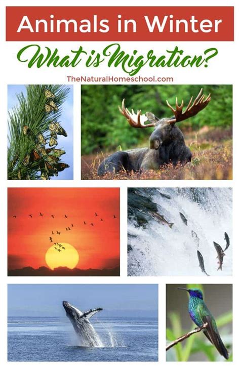 Top 187 + Animals that migrate during winter - Lestwinsonline.com