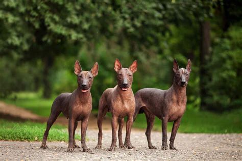 Xoloitzcuintli (Mexican Hairless): Characteristics & Care