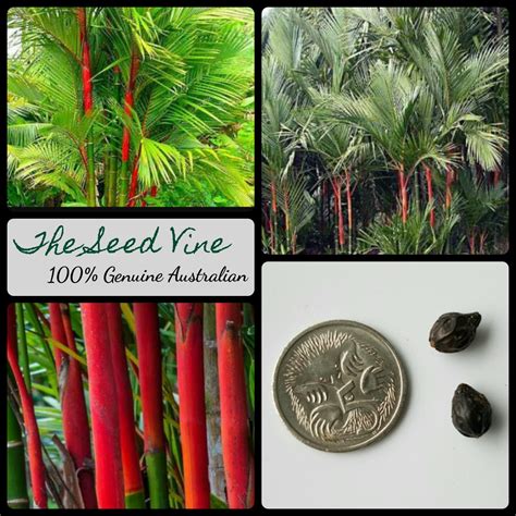 Cyrtostachys renda - Lipstick Palm - The Seed Vine