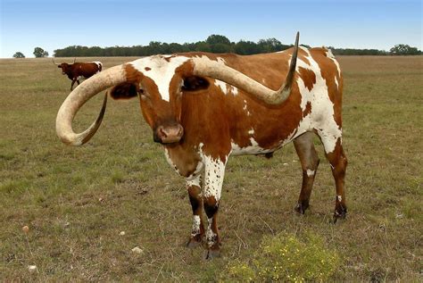 The Texas Longhorn is a breed of cattle known for its characteristic horns, which can extend to ...