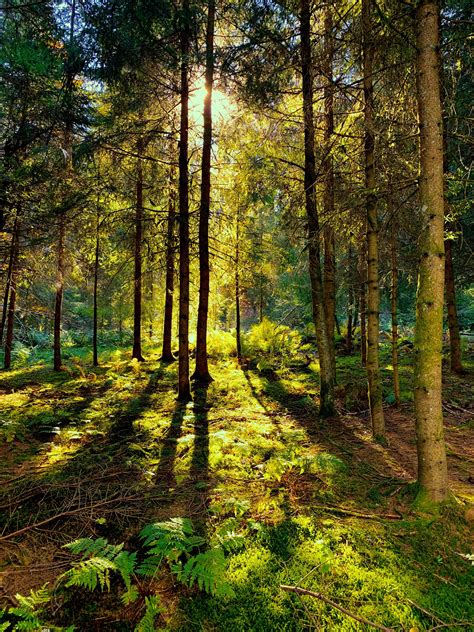 Black Forest, Germany : r/hiking