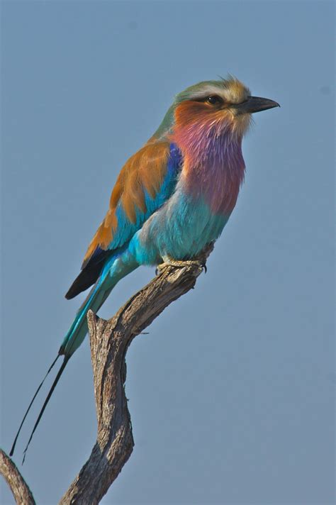 African Savanna Birds - Pets Lovers