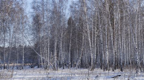 Winter birch forest wallpaper - Nature wallpapers - #39535