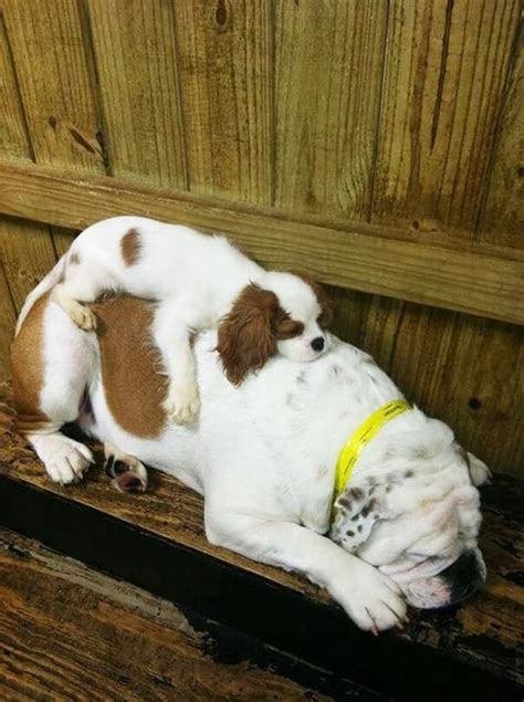 40 Adorable Pictures of Cute Dog Sleeping Positions