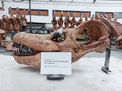 A Life-Size Cast of the Titanosaur, the World’s Largest Dinosaur, Is ...