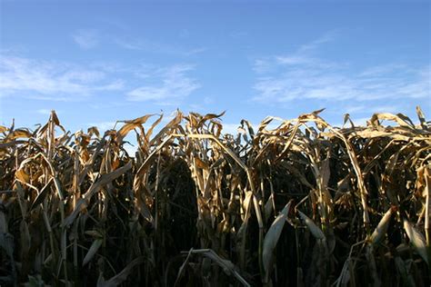 Edmonton Corn Maze | Mack Male | Flickr