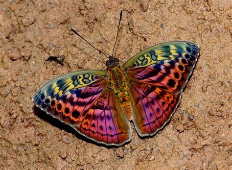 Resplendent Forester Bebearia sp. nov | Butterflies & Moths | Pinterest | Rainforests, Roads and ...