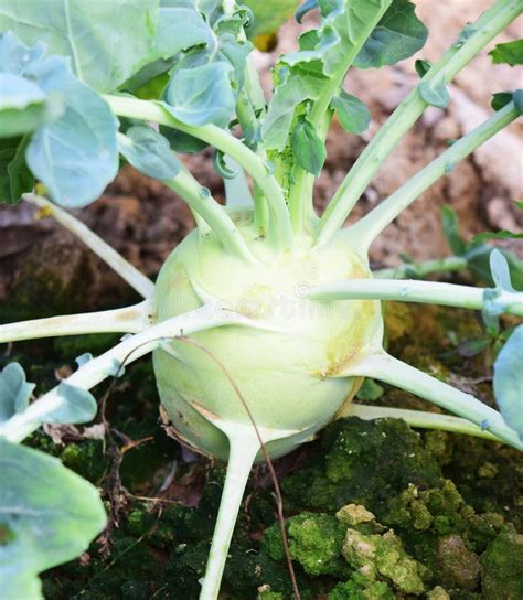 German Turnip or Turnip Cabbage Stock Photo - Image of cultivation, growth: 49394034