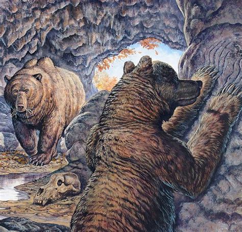 Cave Bears (Ursus spelaeus) from the Pleistocene of Europe and Western ...