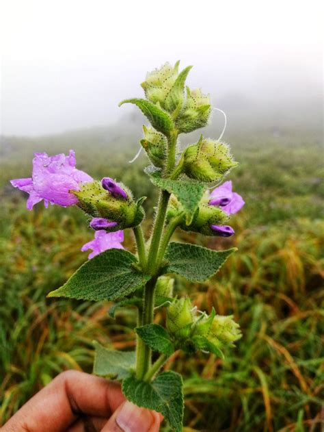 Neela Kurinji flower which blooms every 12 years. Lucky to see this ...