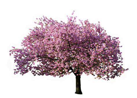 Collection of PNG Spring Tree. | PlusPNG