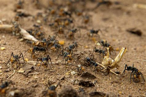 Ants vs Termites (Termites lost) by Hugh Mitchell on YouPic