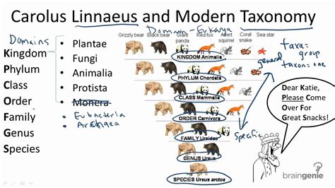 13.1.2 Carolus Linnaeus and Modern Taxonomy - YouTube