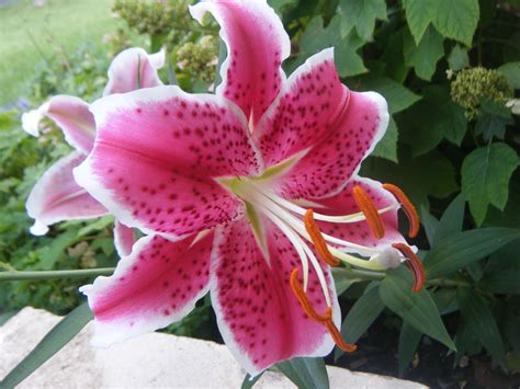 Beautiful Lily Flowers in the World