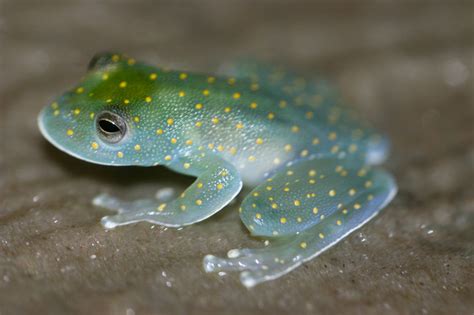 Centrolenidae - Glass Frogs | Wildlife Journal Junior