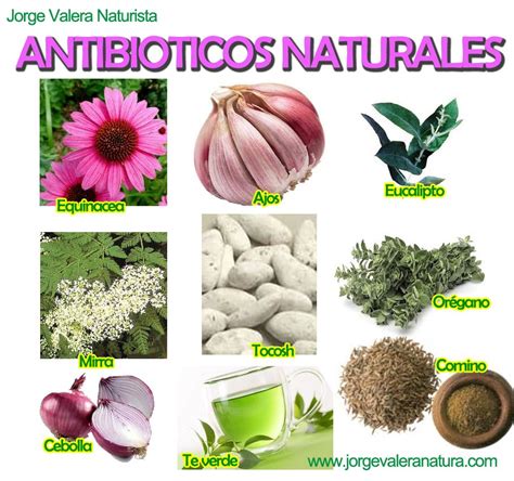 MEDICINA NATURAL: ANTIBIOTICOS NATURALES