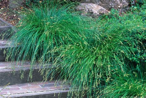 Show details for Live Berkeley Sedge aka Carex tumulicola (divulsa) Plant Fit 5 Gallon Pot ...