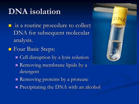 Lab Report E Coli Genomic Dna Isolation And Purification Introduction | SexiezPix Web Porn