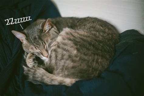 Cat Snoring: Why Do Cats Snore? Is It Normal? Are Snoring Cats Sick?