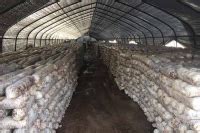 The History of Chinese Shiitake Mushrooms Cultivation - Norcent Agriculture