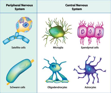 Satellite Glial Cells