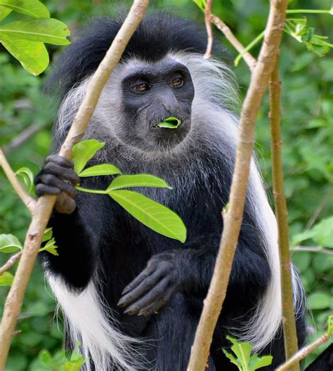 Colobus Monkey eating leaves - his prime source of food. | Flickr