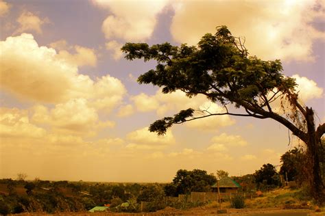 Sepia Nature Wallpaper Free Stock Photo - Public Domain Pictures