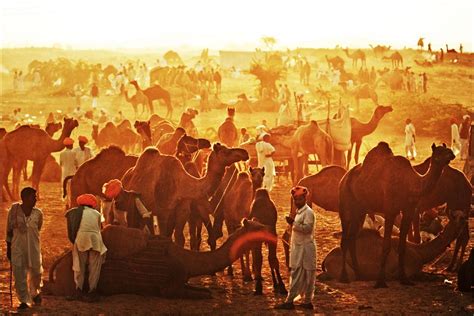 Pushkar Fair Festival Tour Packages 2024